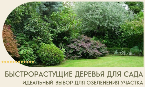 Быстрорастущие деревья для сада идеальный выбор в Ярцеве