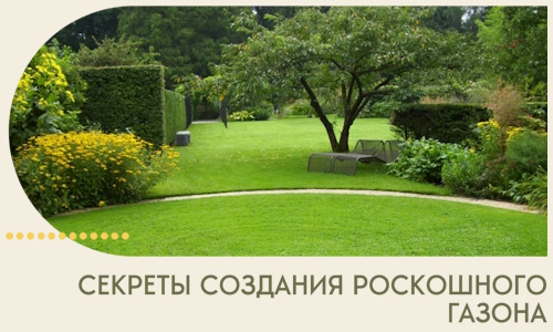 Секреты создания роскошного газона в Ярцеве